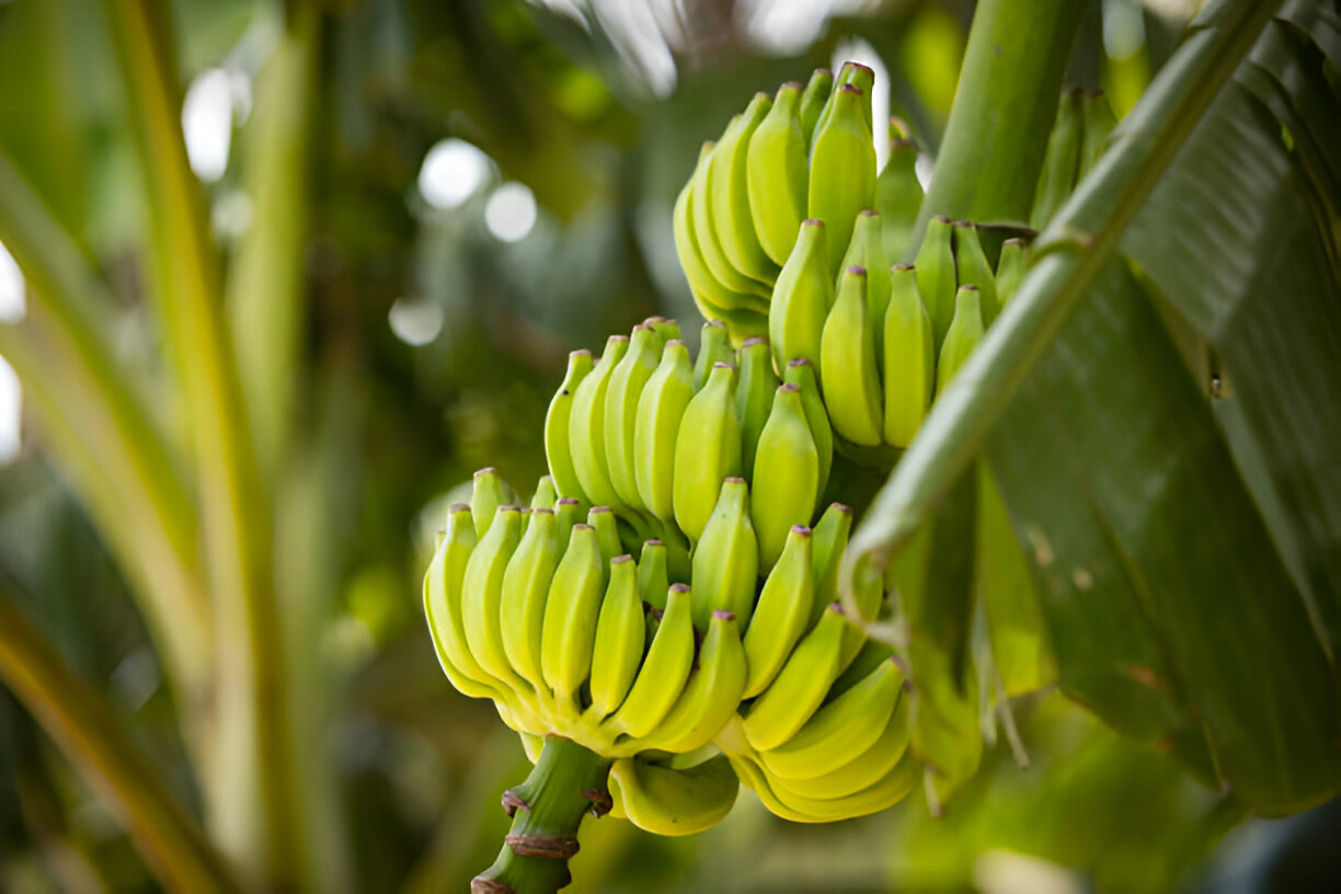 Indian bananas